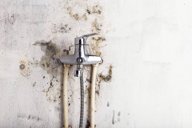 Best Mold Removal Process  in Fairview Shores, FL