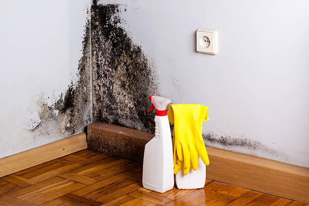 Best Black Mold Removal  in Fairview Shores, FL